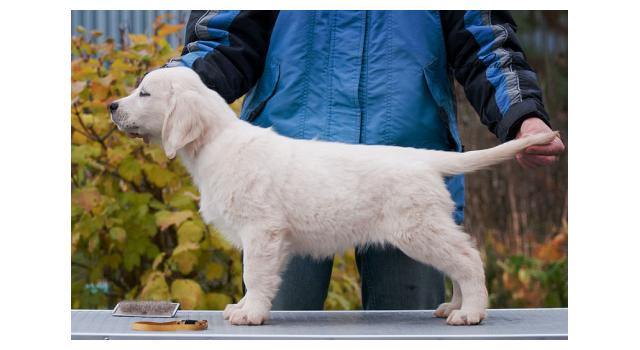 Щенки папийона (папильона) в питомнике Бон Плезир Щенки папийона (папильона) в питомнике Бон Плезир