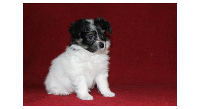 Щенки папийона (папильона) в питомнике Бон Плезир Щенки папийона (папильона) в питомнике Бон Плезир