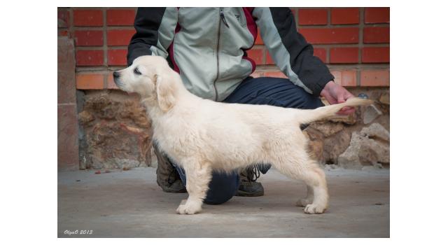 Щенки папийона (папильона) в питомнике Бон Плезир Щенки папийона (папильона) в питомнике Бон Плезир