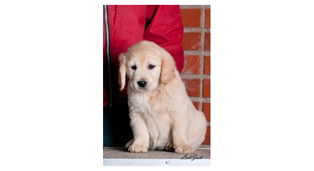 Щенки папийона (папильона) в питомнике Бон Плезир Щенки папийона (папильона) в питомнике Бон Плезир