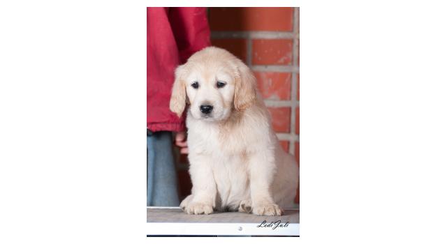 Щенки папийона (папильона) в питомнике Бон Плезир Щенки папийона (папильона) в питомнике Бон Плезир