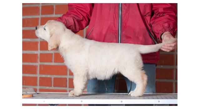 Щенки папийона (папильона) в питомнике Бон Плезир Щенки папийона (папильона) в питомнике Бон Плезир