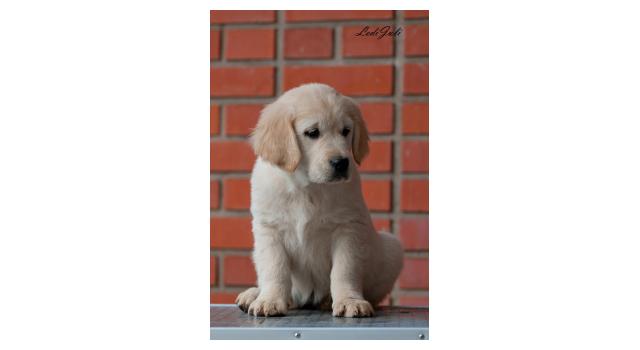 Щенки папийона (папильона) в питомнике Бон Плезир Щенки папийона (папильона) в питомнике Бон Плезир