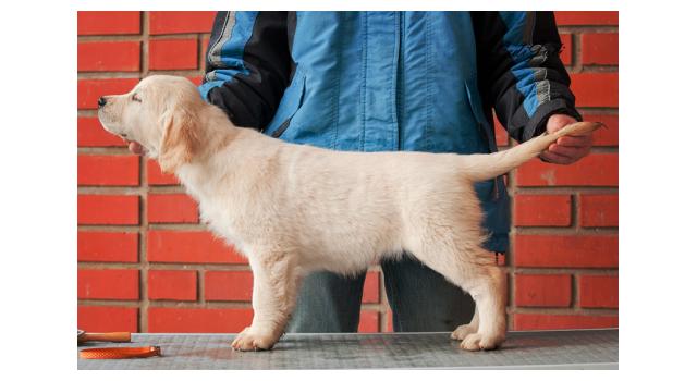 Щенки папийона (папильона) в питомнике Бон Плезир Щенки папийона (папильона) в питомнике Бон Плезир