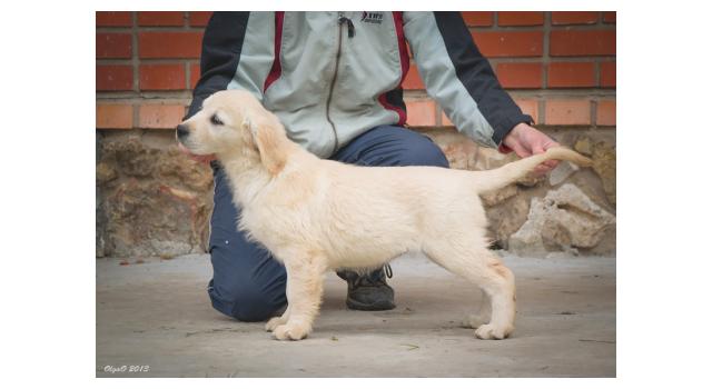 Щенки папийона (папильона) в питомнике Бон Плезир Щенки папийона (папильона) в питомнике Бон Плезир