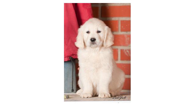 Щенки папийона (папильона) в питомнике Бон Плезир Щенки папийона (папильона) в питомнике Бон Плезир