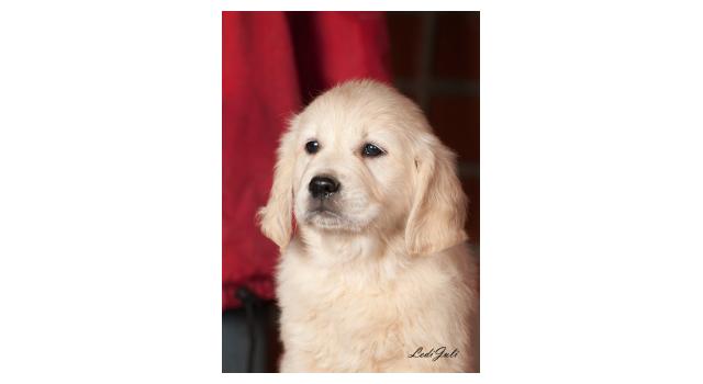 Щенки папийона (папильона) в питомнике Бон Плезир Щенки папийона (папильона) в питомнике Бон Плезир