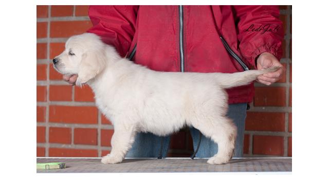 Щенки папийона (папильона) в питомнике Бон Плезир Щенки папийона (папильона) в питомнике Бон Плезир