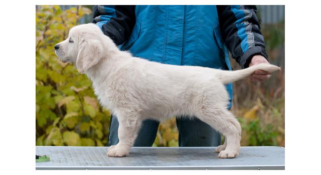 Щенки папийона (папильона) в питомнике Бон Плезир Щенки папийона (папильона) в питомнике Бон Плезир