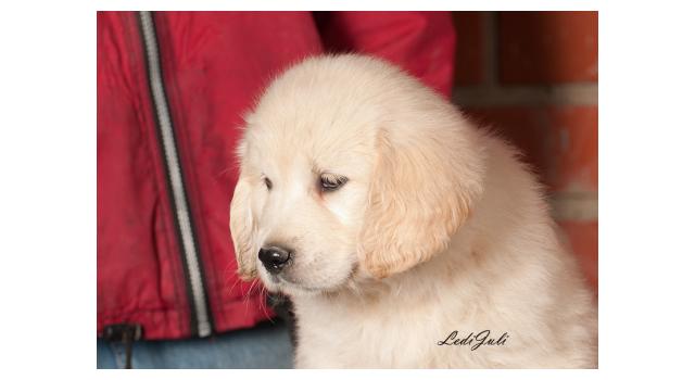 Щенки папийона (папильона) в питомнике Бон Плезир Щенки папийона (папильона) в питомнике Бон Плезир