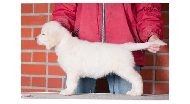 Щенки папийона (папильона) в питомнике Бон Плезир Щенки папийона (папильона) в питомнике Бон Плезир