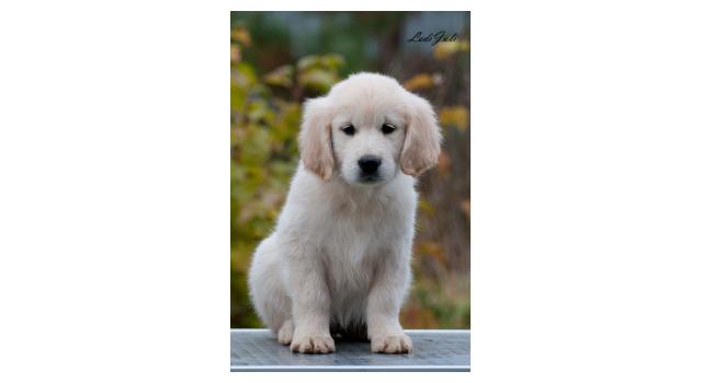 Щенки папийона (папильона) в питомнике Бон Плезир Щенки папийона (папильона) в питомнике Бон Плезир