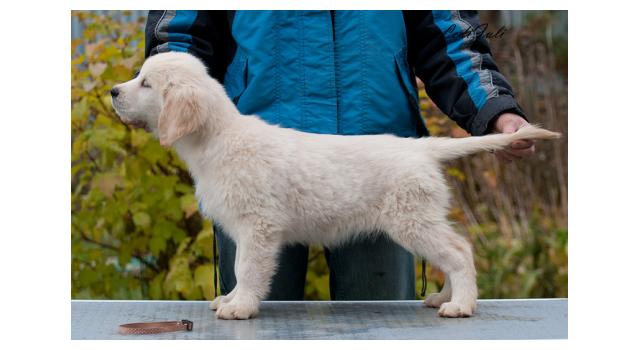 Щенки папийона (папильона) в питомнике Бон Плезир Щенки папийона (папильона) в питомнике Бон Плезир