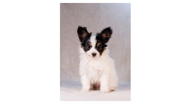 Щенки папийона (папильона) в питомнике Бон Плезир Щенки папийона (папильона) в питомнике Бон Плезир