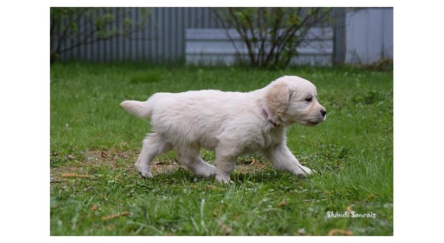 Puppies of papillon in Bon Plaisir Kennel Puppies of papillon in Bon Plaisir Kennel