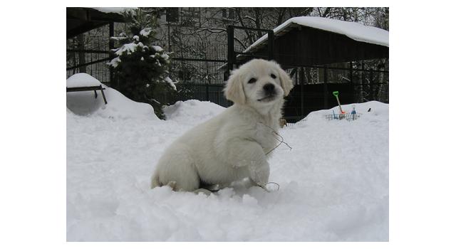 Щенки папийона (папильона) в питомнике Бон Плезир Щенки папийона (папильона) в питомнике Бон Плезир
