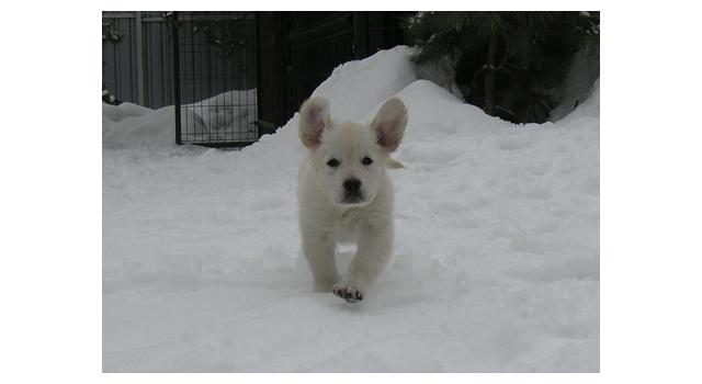 Щенки папийона (папильона) в питомнике Бон Плезир Щенки папийона (папильона) в питомнике Бон Плезир