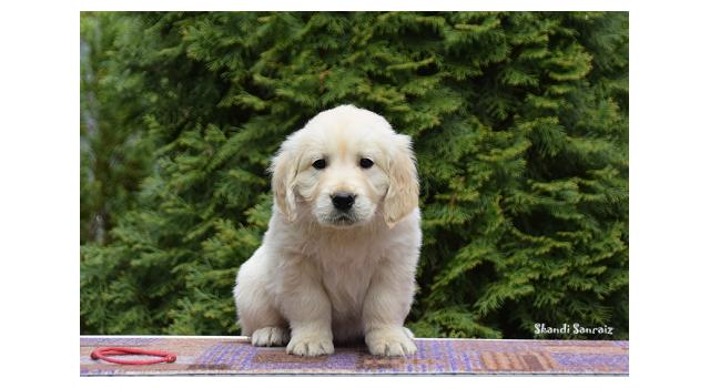 Puppies of papillon in Bon Plaisir Kennel Puppies of papillon in Bon Plaisir Kennel
