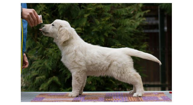 Щенки папийона (папильона) в питомнике Бон Плезир Щенки папийона (папильона) в питомнике Бон Плезир