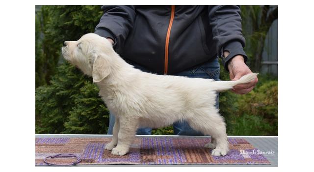 Puppies of papillon in Bon Plaisir Kennel Puppies of papillon in Bon Plaisir Kennel
