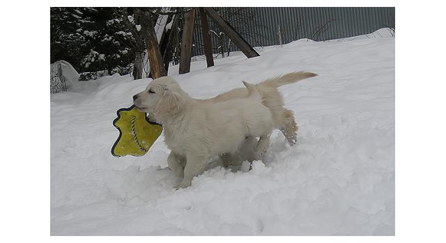 Щенки папийона (папильона) в питомнике Бон Плезир Щенки папийона (папильона) в питомнике Бон Плезир