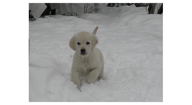 Щенки папийона (папильона) в питомнике Бон Плезир Щенки папийона (папильона) в питомнике Бон Плезир