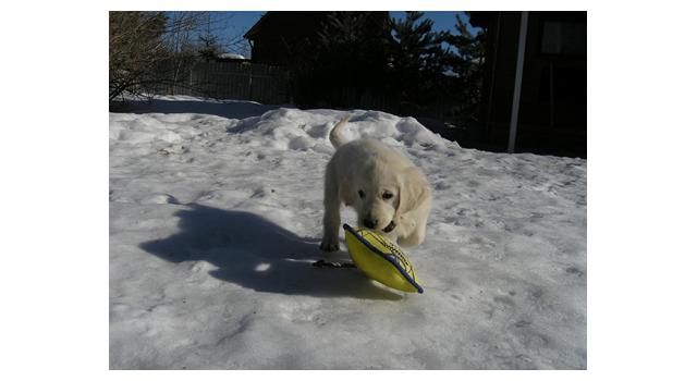 Щенки папийона (папильона) в питомнике Бон Плезир Щенки папийона (папильона) в питомнике Бон Плезир