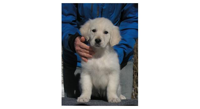 Щенки папийона (папильона) в питомнике Бон Плезир Щенки папийона (папильона) в питомнике Бон Плезир