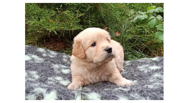 Щенки папийона (папильона) в питомнике Бон Плезир Щенки папийона (папильона) в питомнике Бон Плезир