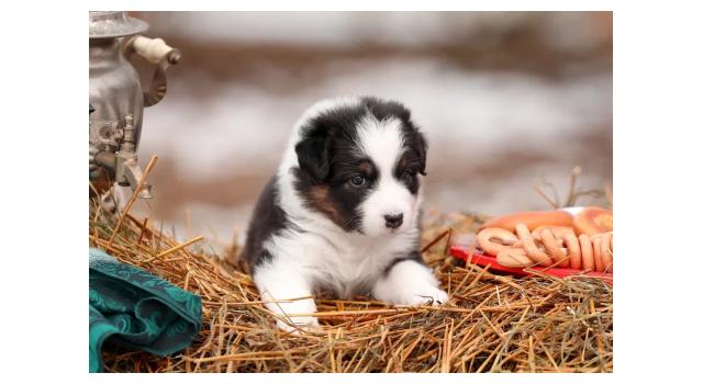 Щенки папийона (папильона) в питомнике Бон Плезир Щенки папийона (папильона) в питомнике Бон Плезир