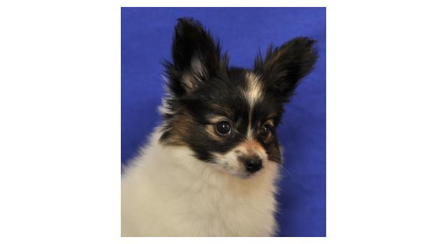 Щенки папийона (папильона) в питомнике Бон Плезир Щенки папийона (папильона) в питомнике Бон Плезир