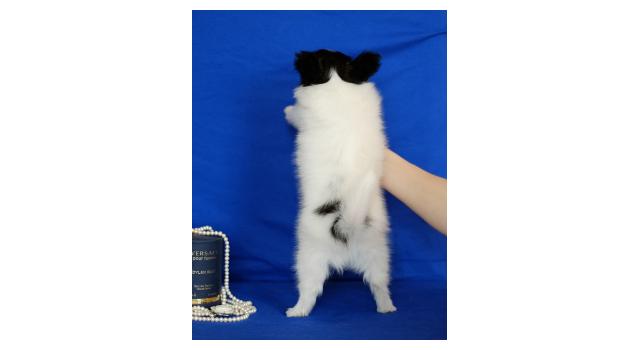 Щенки папийона (папильона) в питомнике Бон Плезир Щенки папийона (папильона) в питомнике Бон Плезир