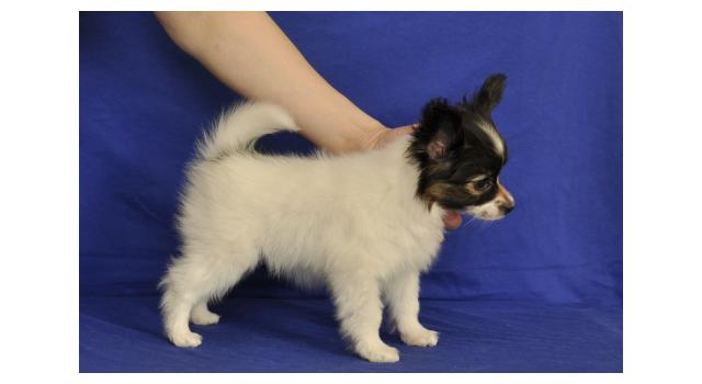 Щенки папийона (папильона) в питомнике Бон Плезир Щенки папийона (папильона) в питомнике Бон Плезир