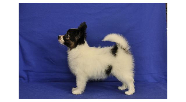 Щенки папийона (папильона) в питомнике Бон Плезир Щенки папийона (папильона) в питомнике Бон Плезир