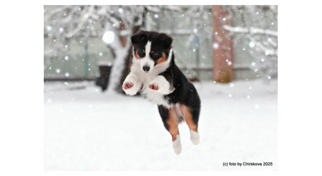 Щенки папийона (папильона) в питомнике Бон Плезир Щенки папийона (папильона) в питомнике Бон Плезир
