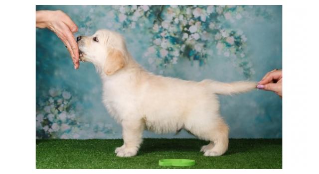 Щенки папийона (папильона) в питомнике Бон Плезир Щенки папийона (папильона) в питомнике Бон Плезир