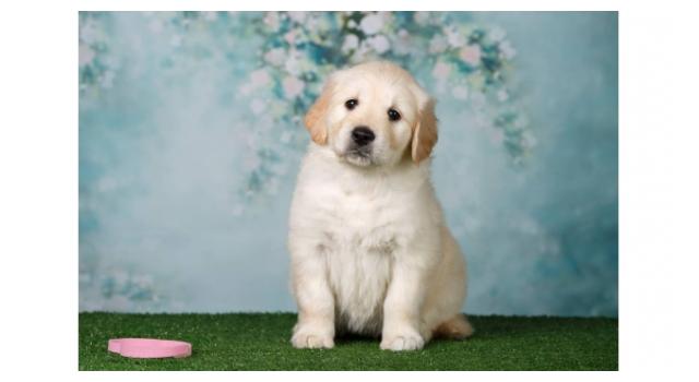 Щенки папийона (папильона) в питомнике Бон Плезир Щенки папийона (папильона) в питомнике Бон Плезир