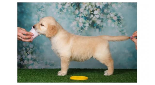 Щенки папийона (папильона) в питомнике Бон Плезир Щенки папийона (папильона) в питомнике Бон Плезир