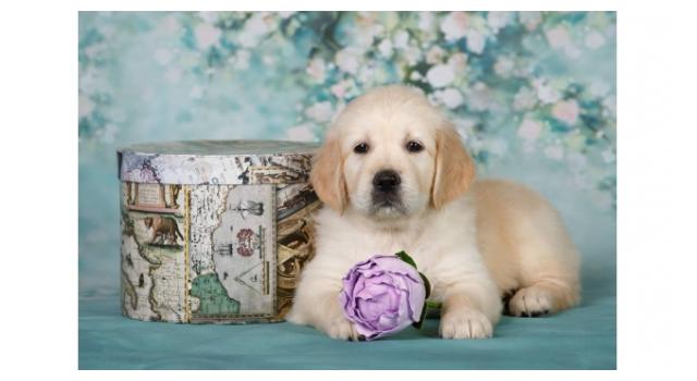 Щенки папийона (папильона) в питомнике Бон Плезир Щенки папийона (папильона) в питомнике Бон Плезир