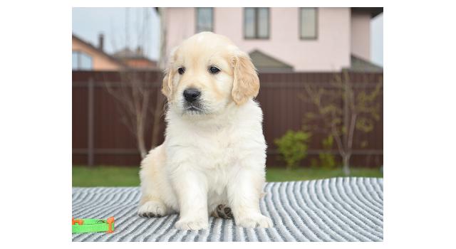 Щенки папийона (папильона) в питомнике Бон Плезир Щенки папийона (папильона) в питомнике Бон Плезир