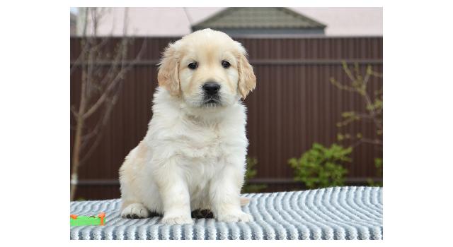 Щенки папийона (папильона) в питомнике Бон Плезир Щенки папийона (папильона) в питомнике Бон Плезир