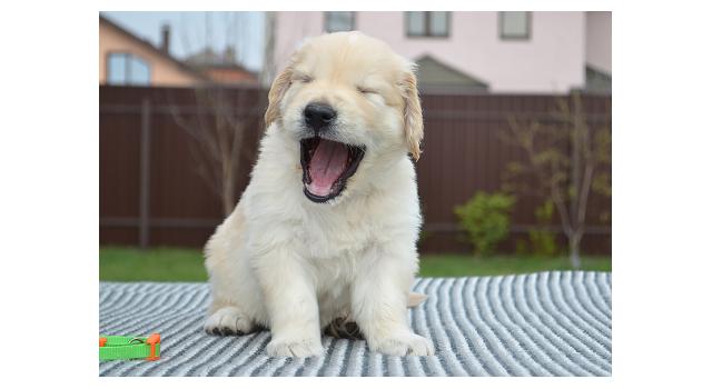 Щенки папийона (папильона) в питомнике Бон Плезир Щенки папийона (папильона) в питомнике Бон Плезир