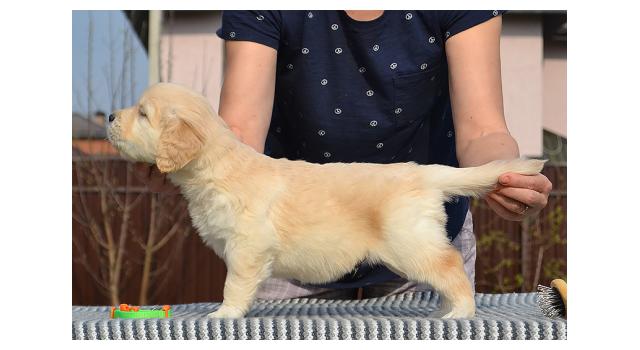 Щенки папийона (папильона) в питомнике Бон Плезир Щенки папийона (папильона) в питомнике Бон Плезир