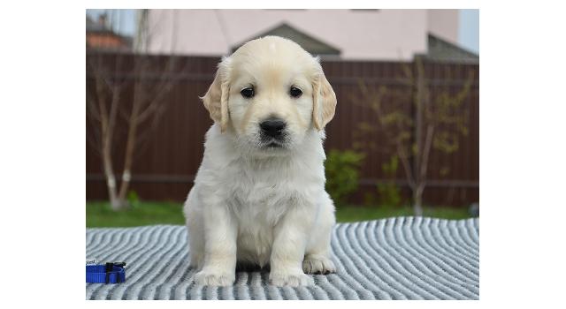 Щенки папийона (папильона) в питомнике Бон Плезир Щенки папийона (папильона) в питомнике Бон Плезир
