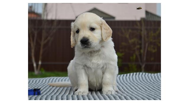 Щенки папийона (папильона) в питомнике Бон Плезир Щенки папийона (папильона) в питомнике Бон Плезир
