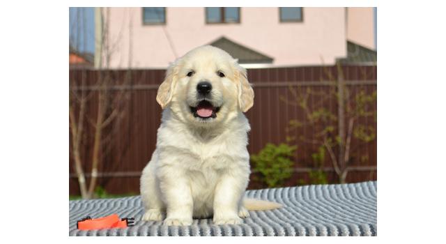 Щенки папийона (папильона) в питомнике Бон Плезир Щенки папийона (папильона) в питомнике Бон Плезир