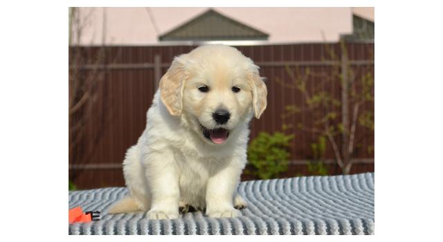 Щенки папийона (папильона) в питомнике Бон Плезир Щенки папийона (папильона) в питомнике Бон Плезир