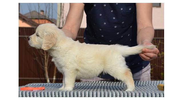 Щенки папийона (папильона) в питомнике Бон Плезир Щенки папийона (папильона) в питомнике Бон Плезир