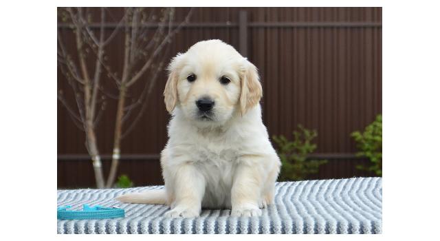 Щенки папийона (папильона) в питомнике Бон Плезир Щенки папийона (папильона) в питомнике Бон Плезир