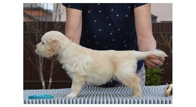 Щенки папийона (папильона) в питомнике Бон Плезир Щенки папийона (папильона) в питомнике Бон Плезир